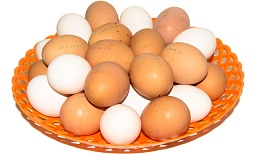 производство яйца
